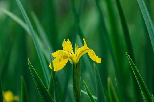 Yellow iris bloom amidst lush green foliage