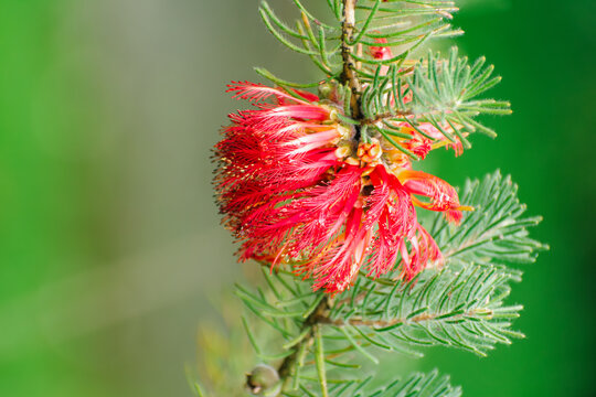 Vibrant bottlebrush flowers in springtime bloom