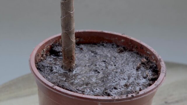 Close up footage of wet saturated soil in a terracotta plant pot gradually drying out and changing color from dark to light dry earth