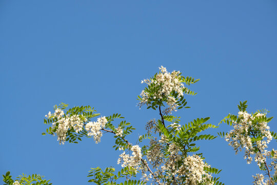 White acacia blossoms in full bloom against a clear blue sky. Beautiful flowering black locust tree branch in spring. Nature background with copy space.