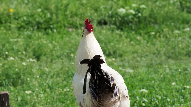 Beautiful white rooster in traditional rural farmyard