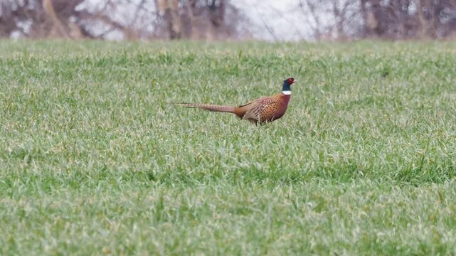 Common pheasant (Phasianus colchicus) on a wheat field in early spring

