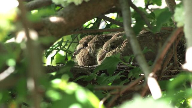 Eurasian collared dove chicks in nest, feathered juveniles waiting for parents