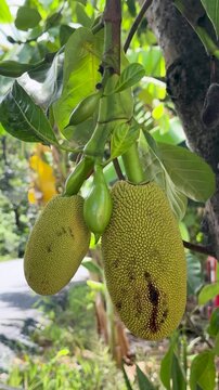 Closeup of Jackfruit Hanging from a Tree