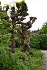 Fototapeta premium Sculpted Trees of Villandry Gardens