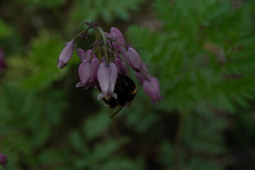 Bee on Bleeding Hearts © Morten