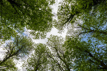Fototapeta premium Lush green forest canopy viewed from below, with fresh leaves and branches framing the sky in a peaceful natural setting.