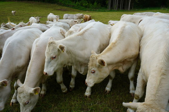 The animals in the selected area are Charolais cattle, a French beef cattle breed. They are distinguished by their solid white or cream-colored coats.  
Kelheim - Bavaria, Germany.