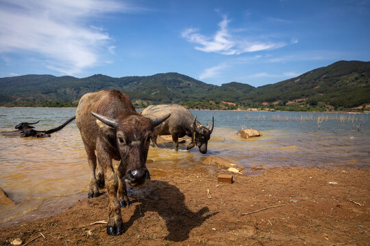 buffalo in the water 