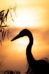 Naklejka premium Summer sunset silhouettte.