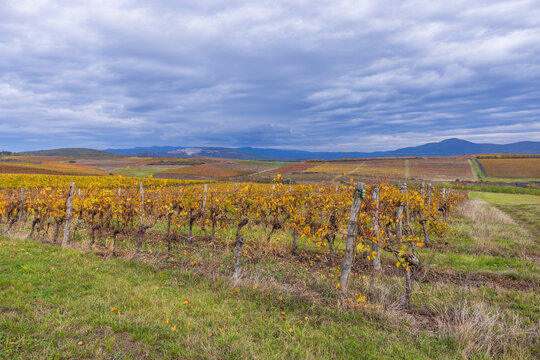 Autumn vineyard near Eger, Matra a Bukk mountains, Heves, Hungary