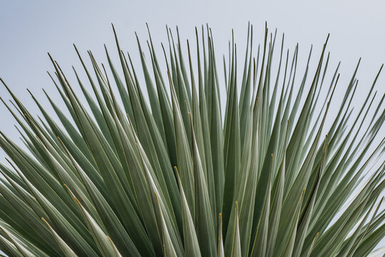 Close-up of spiky yucca leaves against clear sky