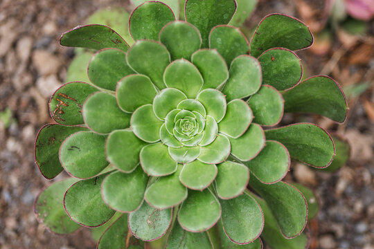 Closeup top view of green rosette succulent in garden