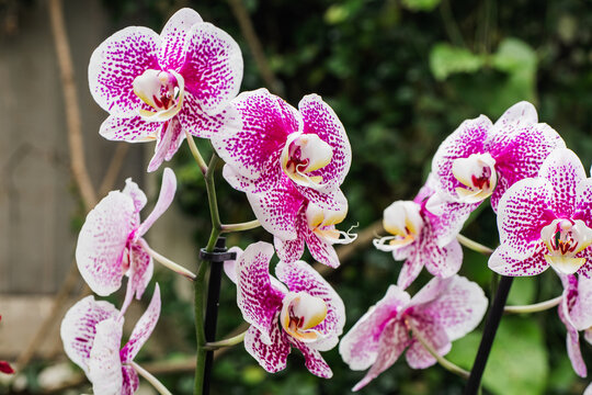 Phalaenopsis orchid blooms with pink speckled petals