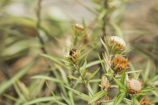 Rosemary flower and bee close-up in natural garden light
