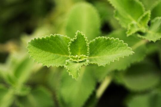 Close-up of fresh mint leaves in soft green background