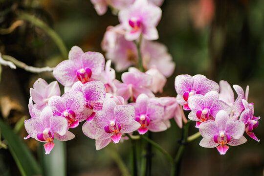 Pink Phalaenopsis orchid blooms with soft bokeh background