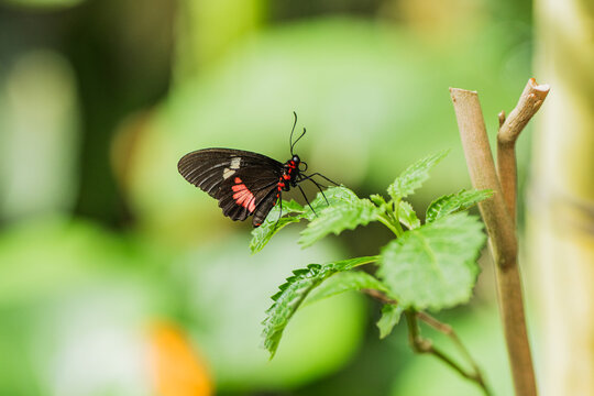 Butterfly on green leaf in tropical garden close-up