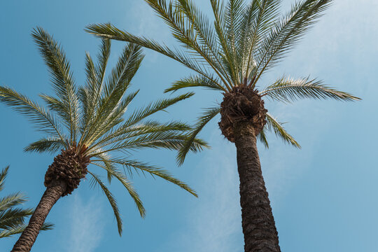 Palm trees viewed from below against clear blue sky