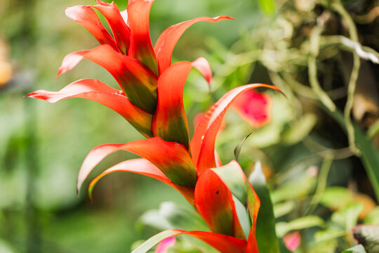 Close-up of red bromeliad bloom in tropical garden