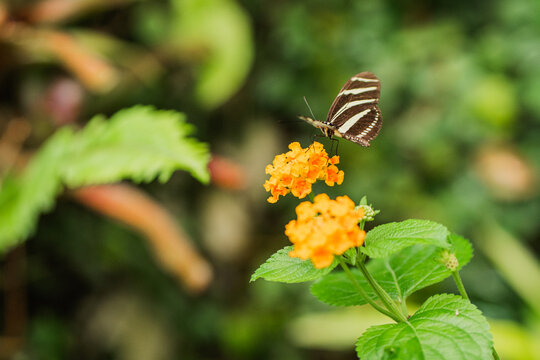 Zebra longwing butterfly feeding on orange lantana flower
