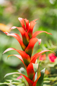 Vibrant bromeliad flower close-up with soft bokeh background