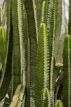 Closeup of tall green cactus with textured rib surface