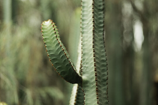 Close up cactus stem with thorns in soft natural light