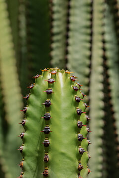 Close-up of green cactus stem with thorns and bokeh