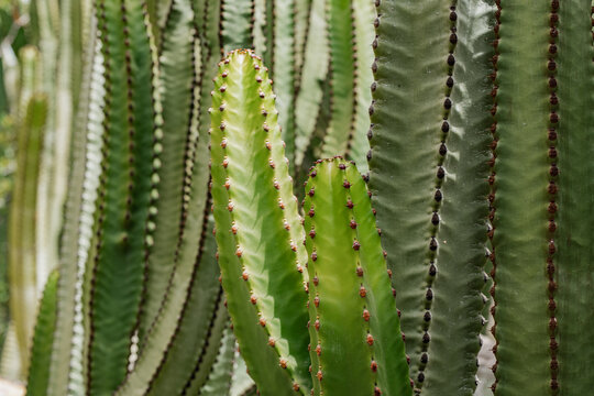 Close up of cactus stems with textured green surface