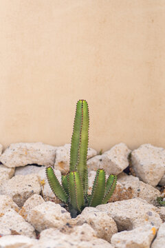 Small cactus growing among white stones in minimal garden