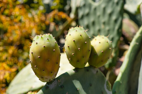 Close-up of prickly pear cactus fruit in sunny garden