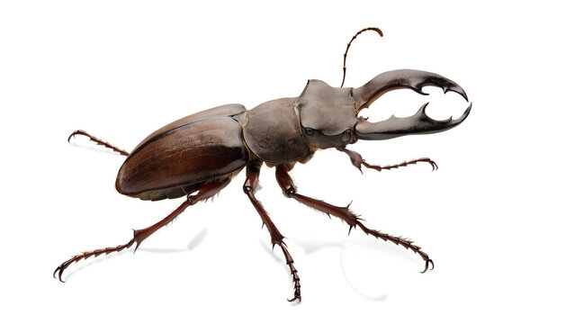 stag beetle with large mandibles isolated on transparent background