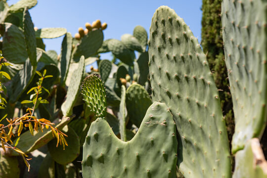 Sunlit prickly pear cactus pad in desert garden scene