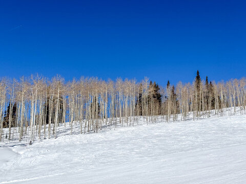 Groomed Ski Slope Beside Bare Aspen Forest in Winter Colorado