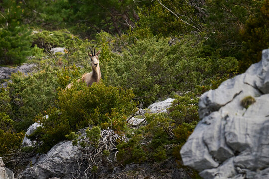A wIld chamois in Hecho Valley shrubland, Pyrenees