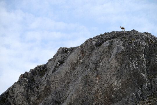 Wild ibex on rocky ridge in Hecho Valley, Pyrenees