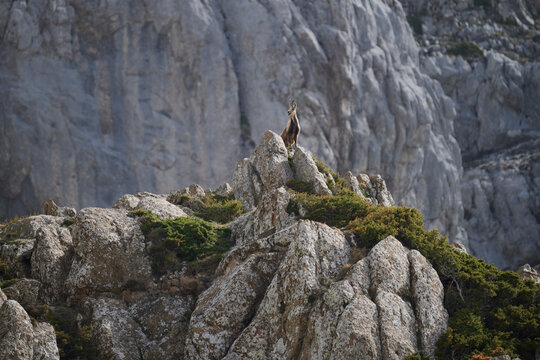 Wild chamois on rocky ridge in Hecho Valley, Pyrenees