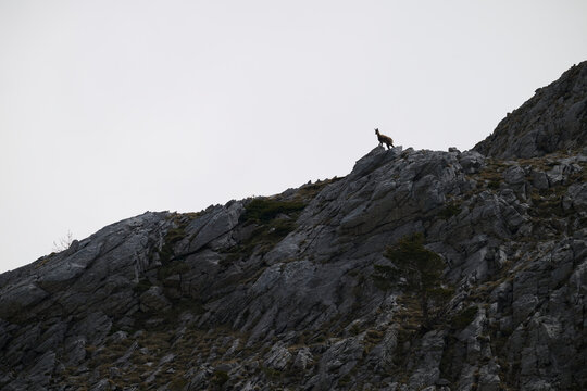 Lone ibex on rocky ridge in Hecho Valley Pyrenees