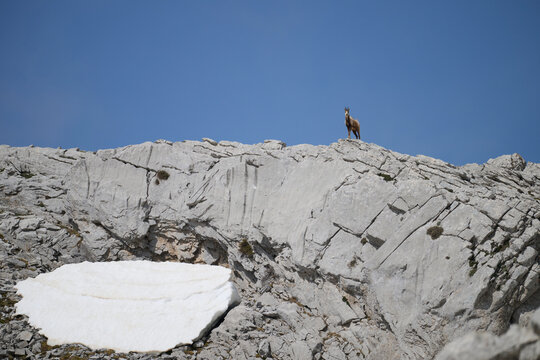 Mountain goat on rocky ridge in Hecho Valley, Pyrenees