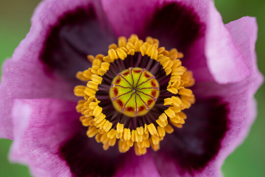 Macro of Papaver somniferum poppy flower center