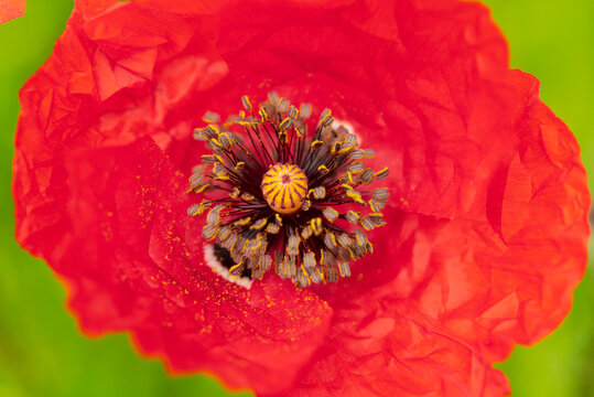 Macro of red poppy flower center with pollen and stamen