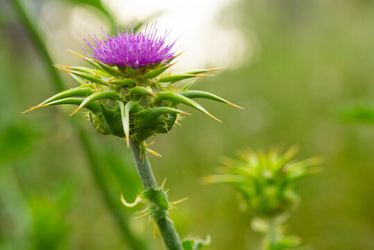 Close-up of milk thistle flower with thorny bud in field