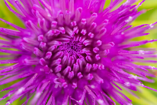 Close-up of milk thistle flower bloom