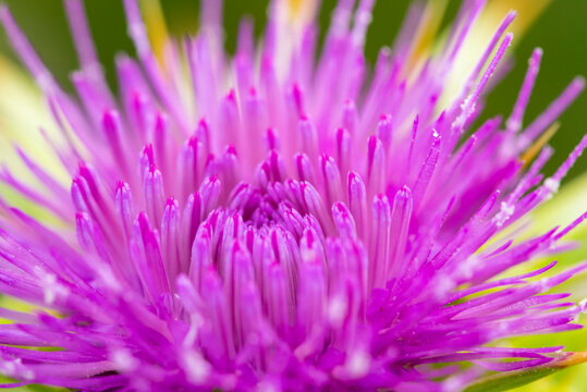 Macro of milk thistle flower