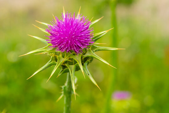 Close-up of milk thistle flower head