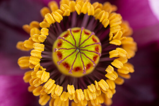 Macro of Papaver somniferum poppy stamen and pistil
