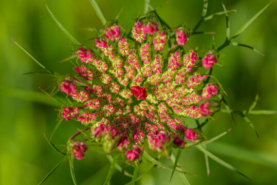 Macro view of Queen Anne's lace bud