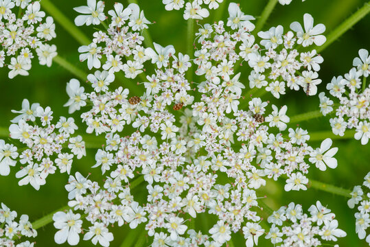 Close-up of Queen Anne's lace bloom