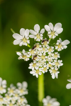 Close-up of Queen Anne's lace flower